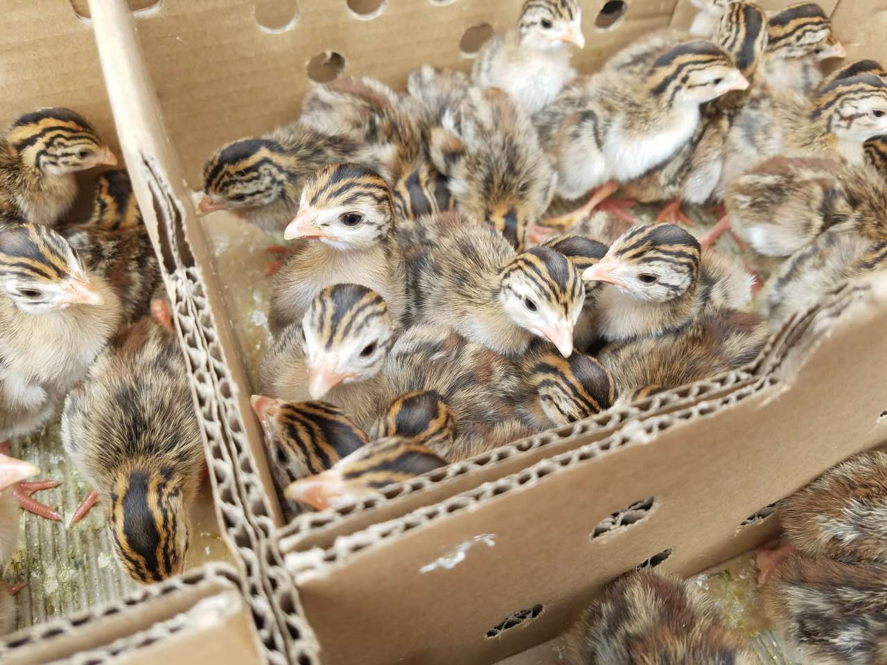 珍珠鸡苗  珍珠鸡