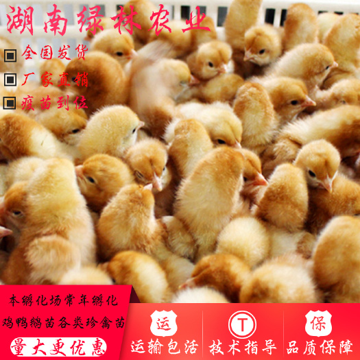 衡阳县 海兰褐蛋鸡苗