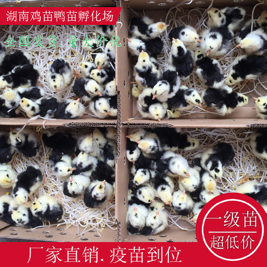 衡阳县贵妃鸡苗  五黑一绿鸡苗绿壳鸡苗湖南土鸡苗高产绿壳鸡苗红瑶公鸡苗
