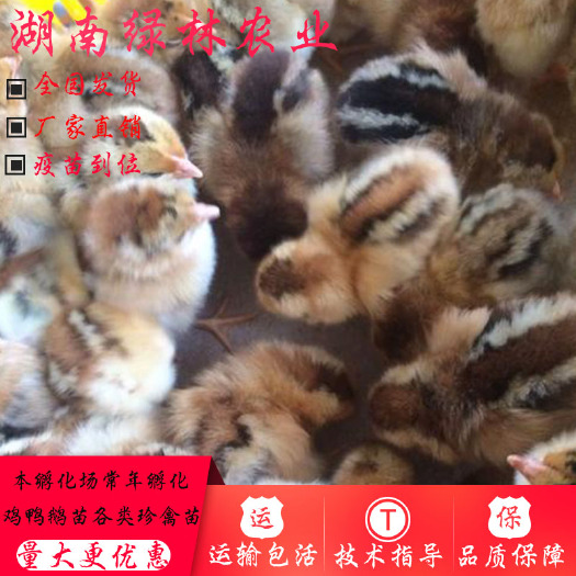 衡阳县 红瑶鸡苗瑶鸡苗