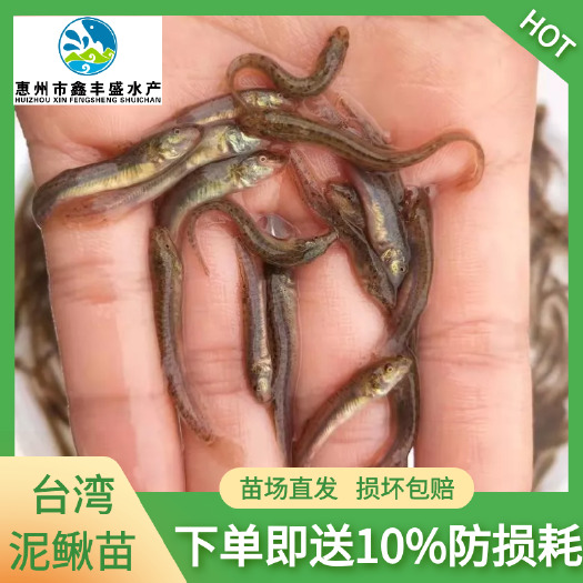 惠东县泥鳅苗 泥鳅水花 长期供应货源充足