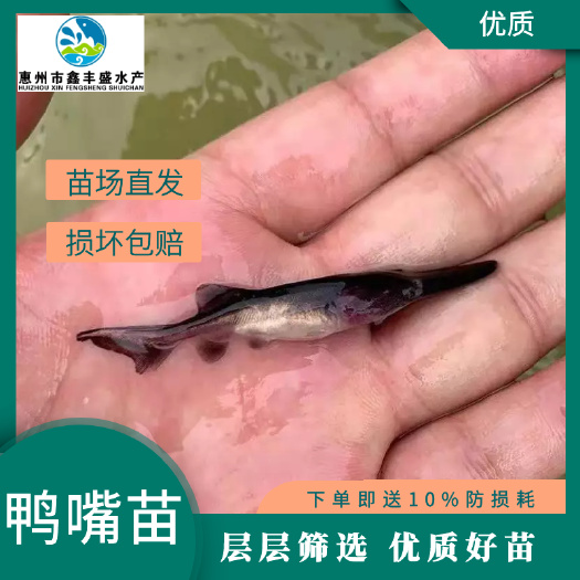 惠东县鸭嘴鱼苗 长嘴鱼苗、鸭嘴苗