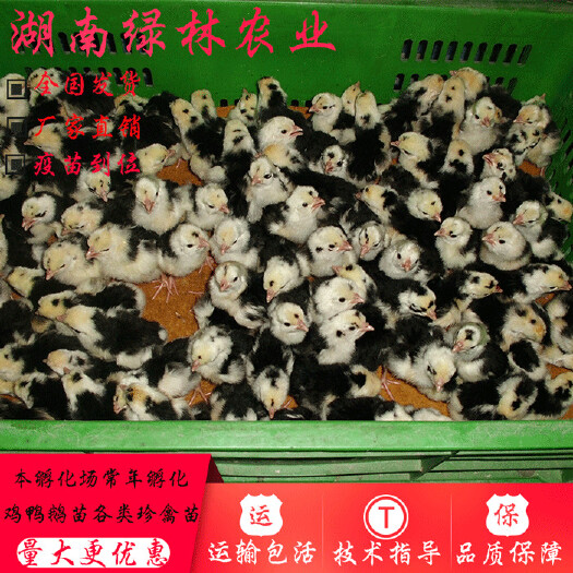 衡阳县 贵妃鸡苗珍禽苗正宗贵妃鸡苗