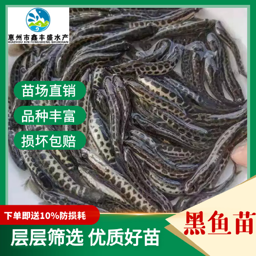 惠东县乌鳢苗  优质乌鳢 杂交生鱼 黑鱼大量现货
