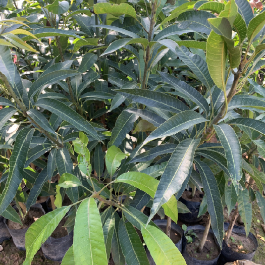 漳州四季芒果苗杯苗优质芒果新品种 坐果率高 反季结果率特强