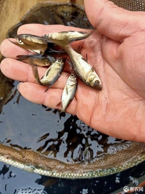 光泽县花鲢鱼苗 一手货源 低价格 高质量 包回收 养殖技术指导
