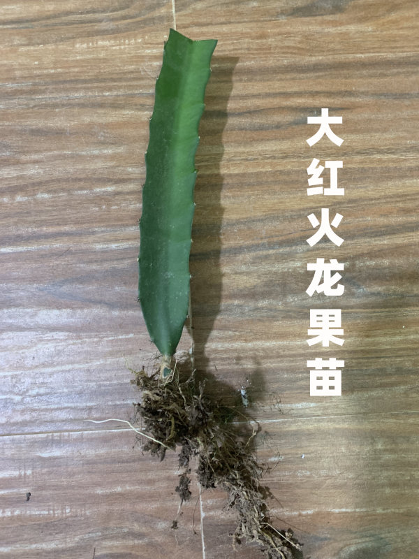 红心火龙果苗  大红火龙果苗火龙果新品种 营养丰富 低热高纤维