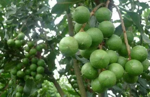 新兴县鸡粪 直供果园基地腐熟发酵有机肥，蔬菜基地腐熟肥，质优价格低