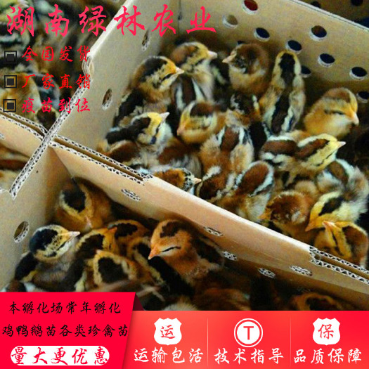 衡阳县 黑瑶鸡苗瑶鸡苗青脚土鸡苗