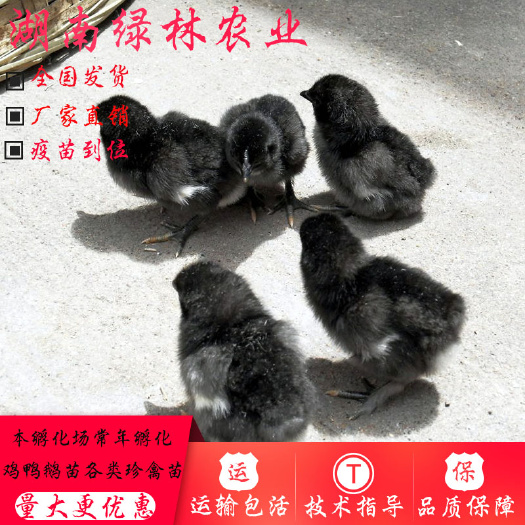 衡阳县 黑土鸡苗土鸡苗正宗跑山鸡
