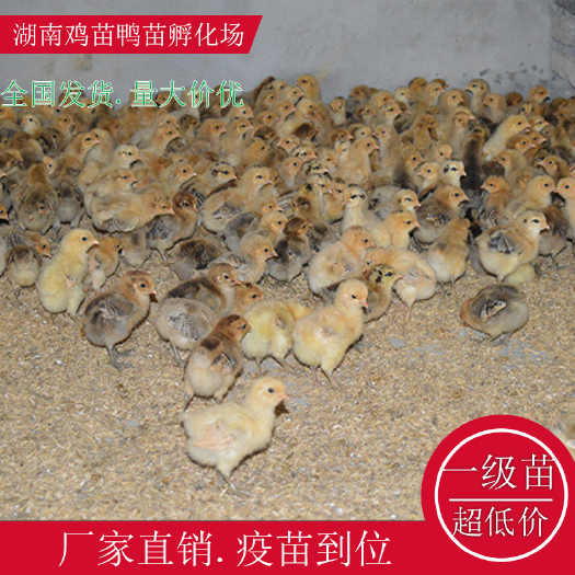 衡阳县三黄鸡苗  淮南王鸡苗绿壳鸡苗湖南土鸡苗高产绿壳鸡苗贵妃鸡苗红瑶公鸡苗