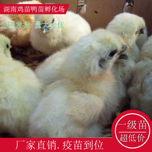 衡阳县乌骨鸡苗  白凤乌鸡苗绿壳鸡苗湖南土鸡苗高产绿壳鸡苗贵妃鸡苗红瑶公鸡苗