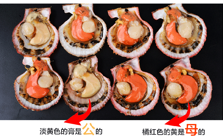 日照 栉孔扇贝支持一件代发，整车发车，顺丰包邮。批发零售