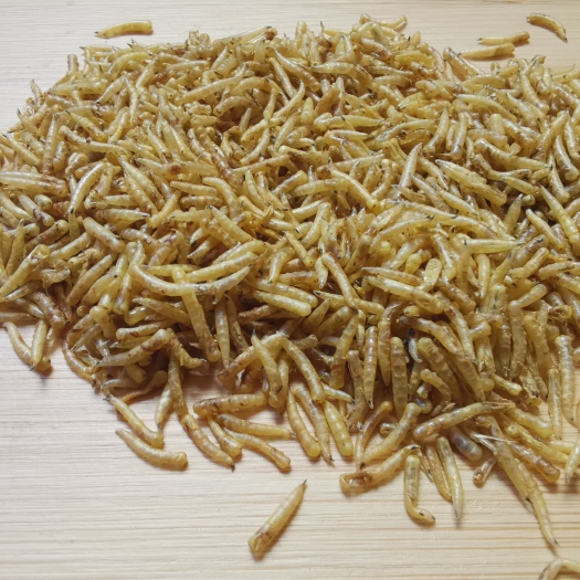 崇州市蝇蛆干基地直供/微波蝇蛆干/五谷虫干/昆虫蛋白质饲料/蝇蛆粉