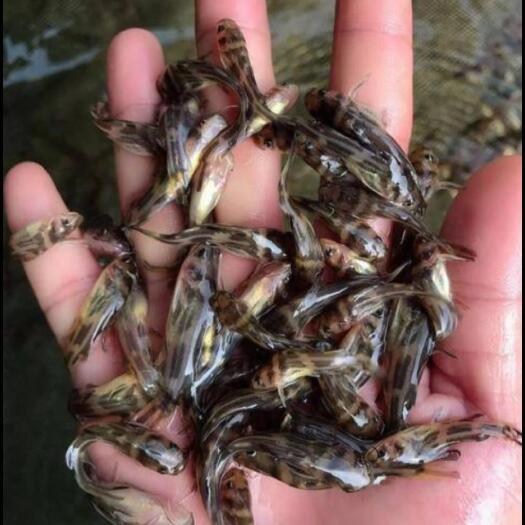 光泽县黄骨鱼苗6-7CM 量大从优 货源充足养殖技术指导自孵水花