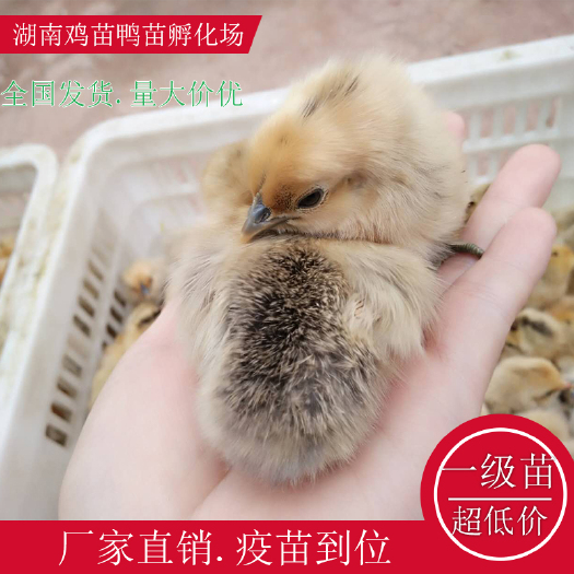 衡阳县黄毛乌鸡苗五黑一绿鸡苗绿壳鸡苗湖南土鸡苗高产绿壳鸡苗青脚土鸡