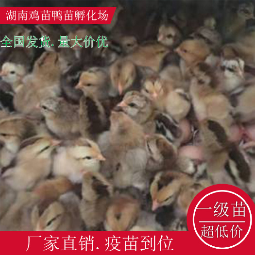 衡阳县K9鸡苗  K9麻黄鸡苗五黑鸡苗绿壳鸡苗湖南土鸡苗高产绿壳鸡苗青脚土鸡苗