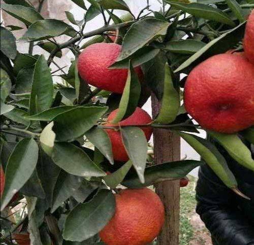 媛红椪柑苗 果肉化渣 香气浓无籽 丰产性强 12月下旬成熟