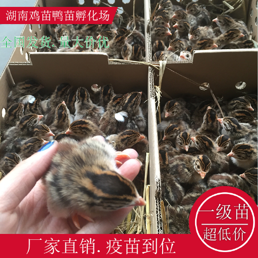 衡阳县珍珠鸡苗绿壳鸡苗湖南土鸡苗高产绿壳鸡苗青脚土鸡苗红瑶公鸡苗