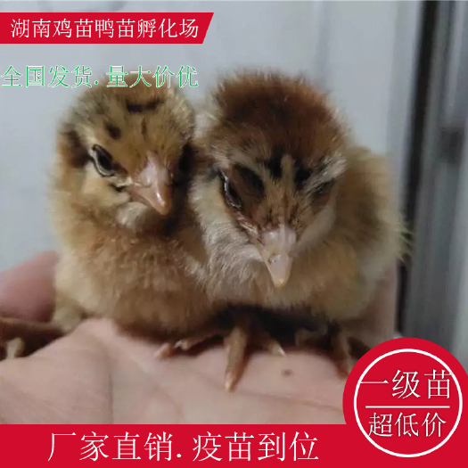 衡阳县青脚麻鸡苗五黑一绿鸡苗绿壳鸡苗湖南土鸡苗高产绿壳鸡苗红瑶公鸡