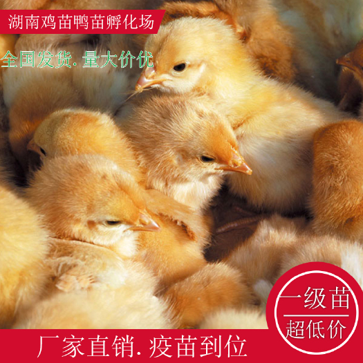 衡阳县快大黄鸡苗绿壳鸡苗湖南土鸡苗高产绿壳鸡苗贵妃鸡苗红瑶公鸡苗