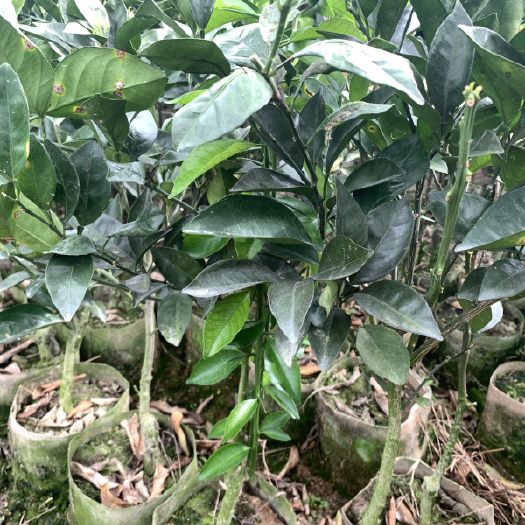 漳州脐橙树苗  早熟脐橙苗杯苗 基地直供 营养丰富