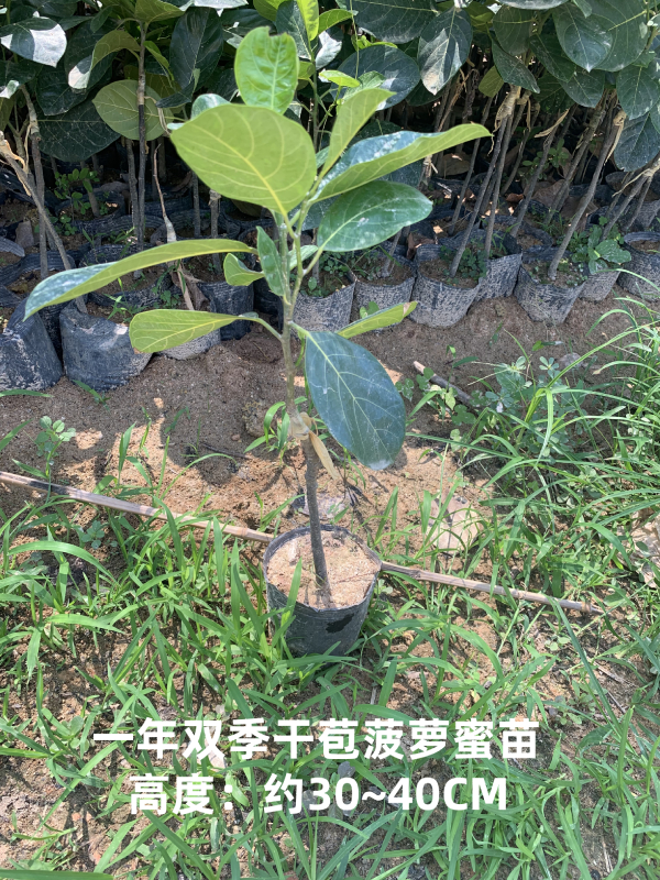 双季干苞菠萝蜜苗杯苗 韧而有弹性