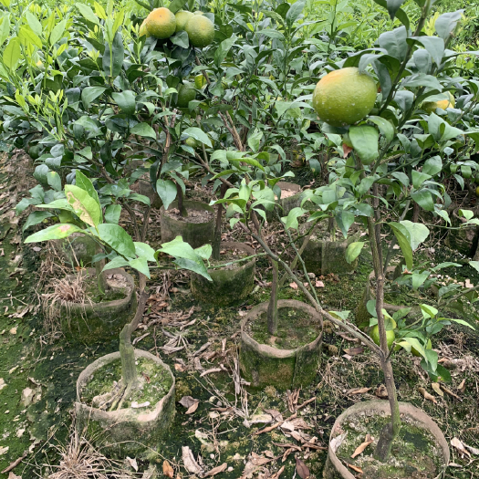 漳州沃柑苗杯苗 长势旺盛 挂果能力强 营养成分高