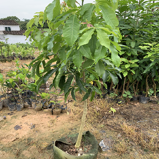 漳州冰淇淋果苗杯苗白柿苗 抗寒性好 口味绵实