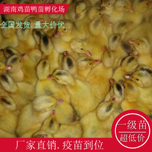 衡阳县江南蛋鸭苗绿壳蛋鸭苗高产蛋鸭苗大种麻鸭苗厂家直销量大价优
