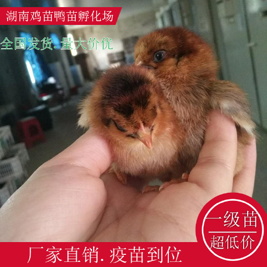 衡阳县血毛土鸡苗绿壳鸡苗湖南土鸡苗高产绿壳鸡苗青脚土鸡苗红瑶公鸡苗