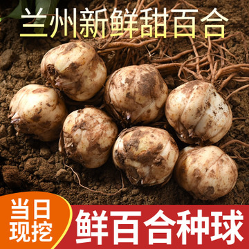 现货新一代兰州百合种球苗可食用白百合种子苗非香水亚洲开花百合
