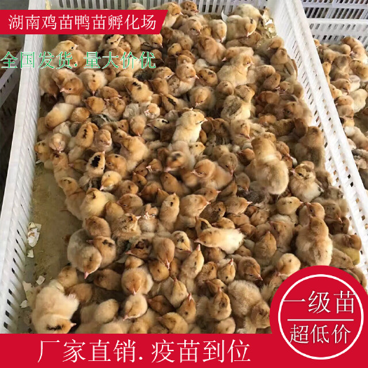 衡阳县黄毛乌皮红冠鸡苗快大黄鸡苗绿壳鸡苗湖南土鸡苗高产绿壳鸡苗