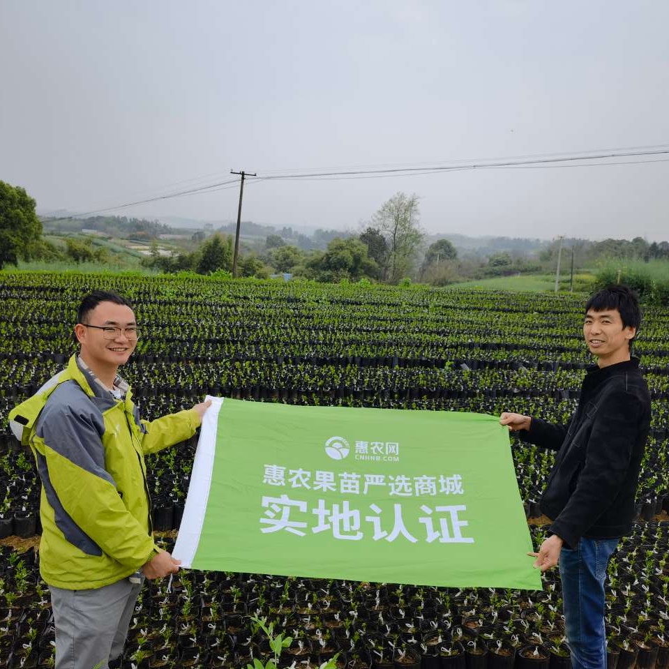 明日见柑橘苗果苗基地直发品种保障