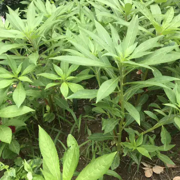 凤仙草种子  凤仙花种子，花期长，花色艳丽，耐旱性强