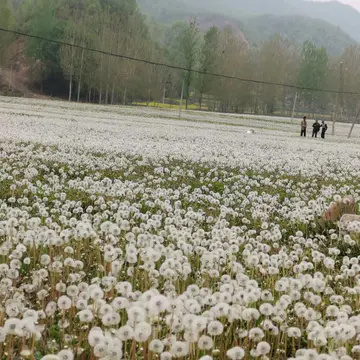 蒲公英种子可以药用也可以观赏
