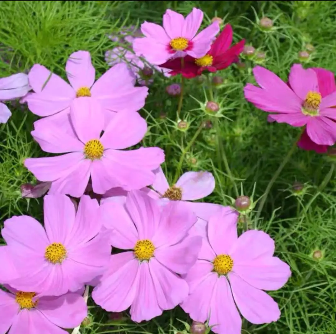 波斯菊种子花海必选品种,花期长，花色丰富，宜建植