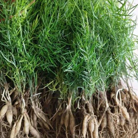 仁寿县中药材天门冬种苗出售 ，天门冬种植基地直发，量大从优