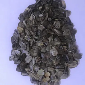 串叶松香草种子  多年生牧草产量高，叶量丰富，耐旱性强