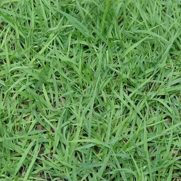郑州狗牙根种子  狗芽根又名绊根草，百慕大，匍匐能力极强，在草坪广泛应用