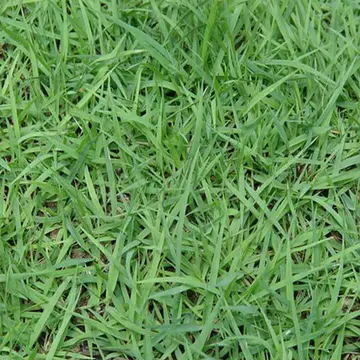 狗牙根种子  狗芽又名绊根草，百慕大，匍匐能力极强，在草坪广