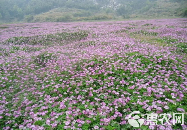 紫云英种子为果园绿肥,轮作,颗粒饱满,可供观花