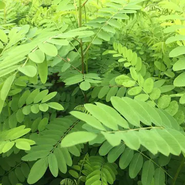 紫穗槐种子生长迅速，边坡及绿化工程大量种植，种子一件代发