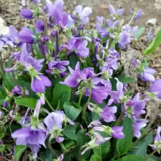 郑州二月兰种子大量供应，春季3-4月观花品种,花海建植，绿