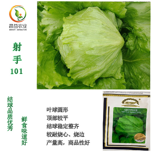 寿光市生菜种子 原装结球生菜种籽孑 射手101奶油生菜沙拉大面