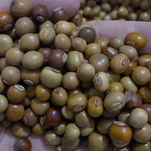 沭阳县四棱豆种子/籽 豆角四角皇帝豆种籽阳台四季蔬菜四棱豆种孑蔬莱