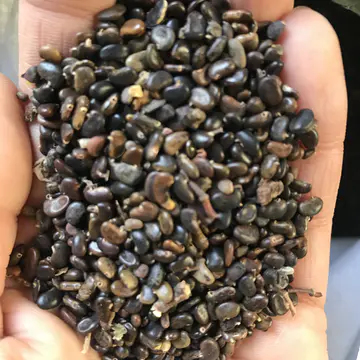 刺槐种子，灌木种子，主用于边坡绿化，一件代发