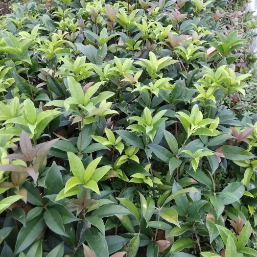 桂花树苗丹桂金桂四季桂彩叶桂地栽田栽小区别墅征地赔偿园林绿化