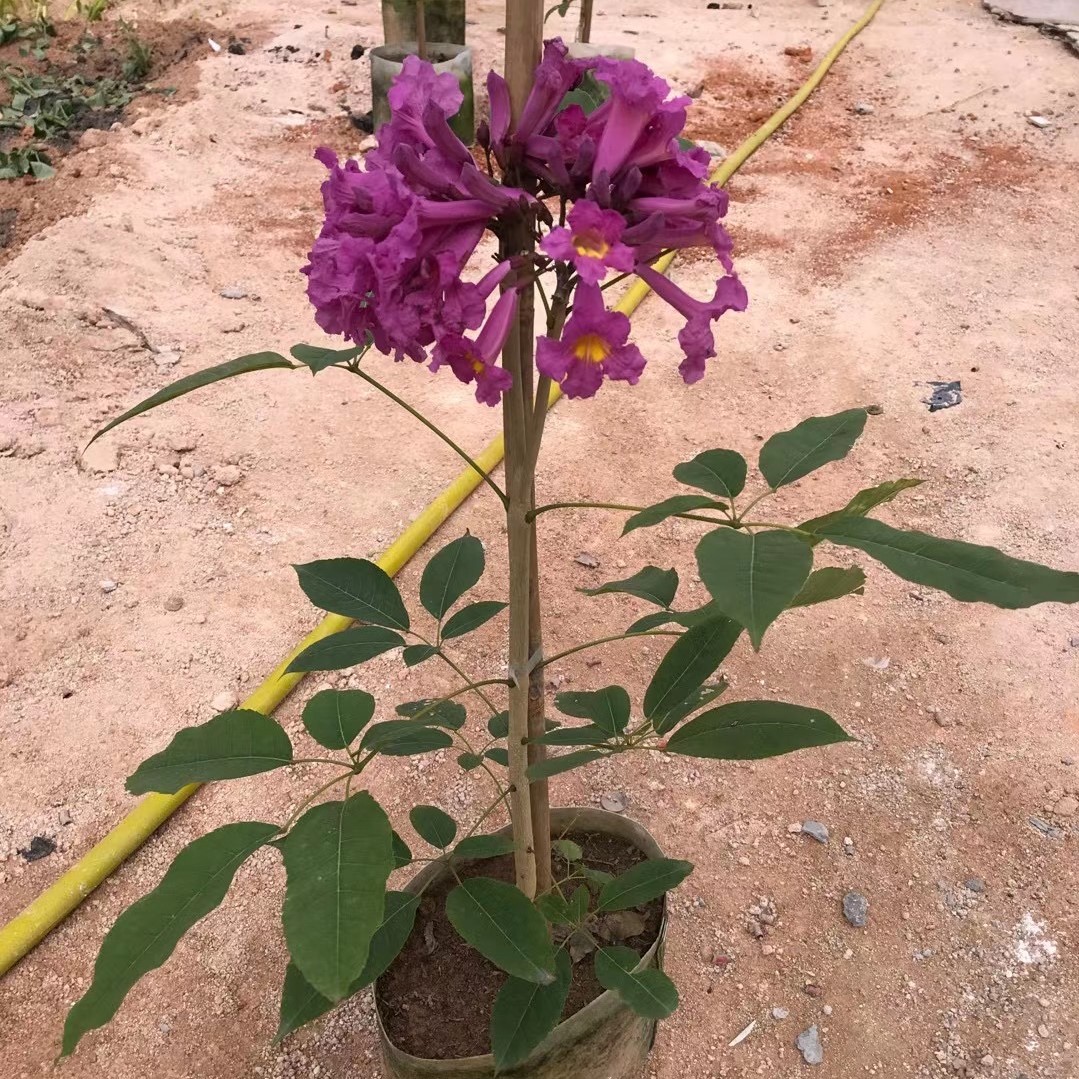 漳浦县 紫花风铃木，紫花风铃木树苗，基地种植销售