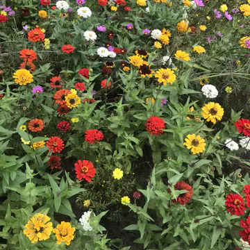 百日草种子花期长,花大色艳,花海常用品种推荐